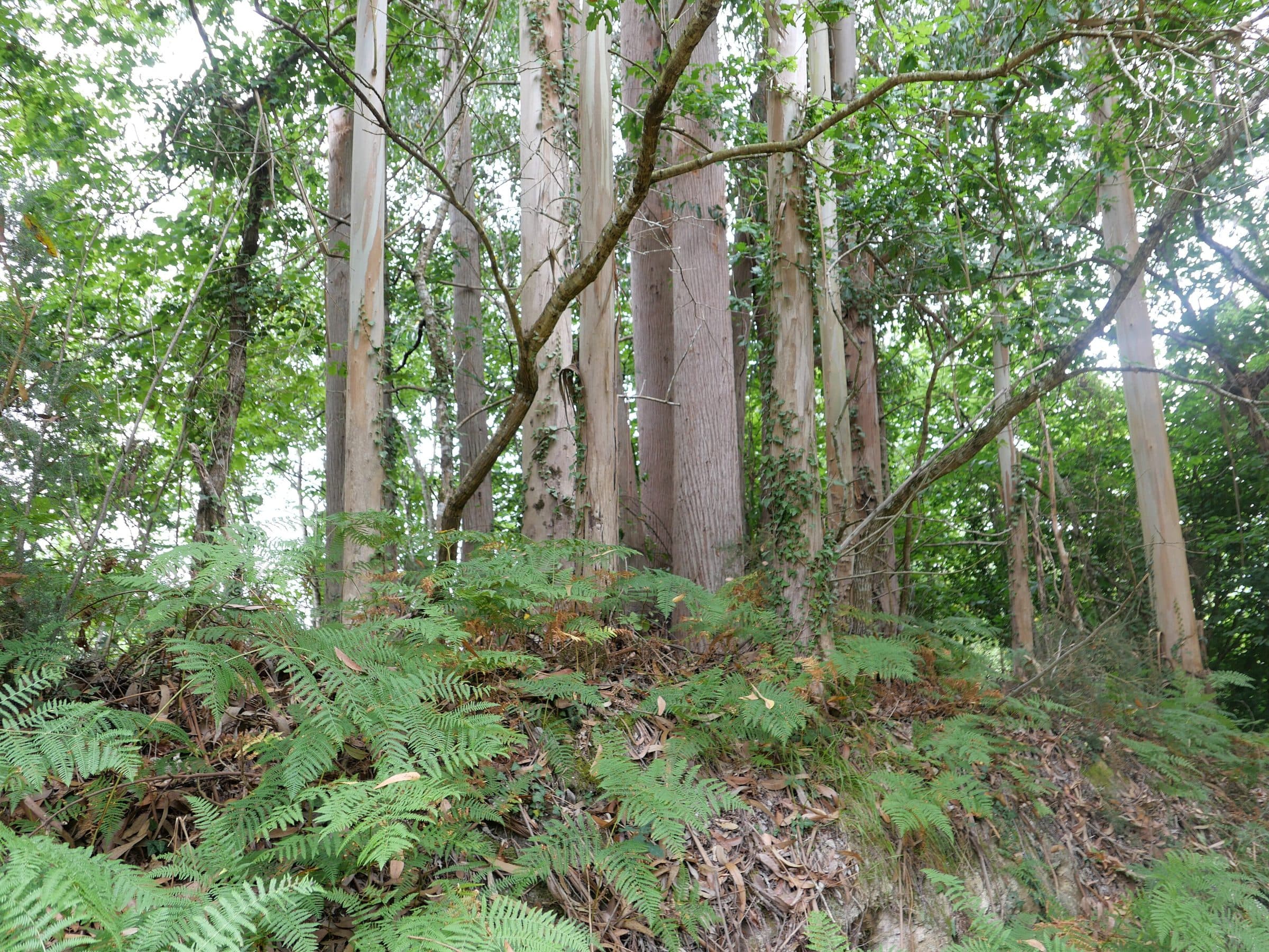 Eucalyptus (Eucalyptus globulus)