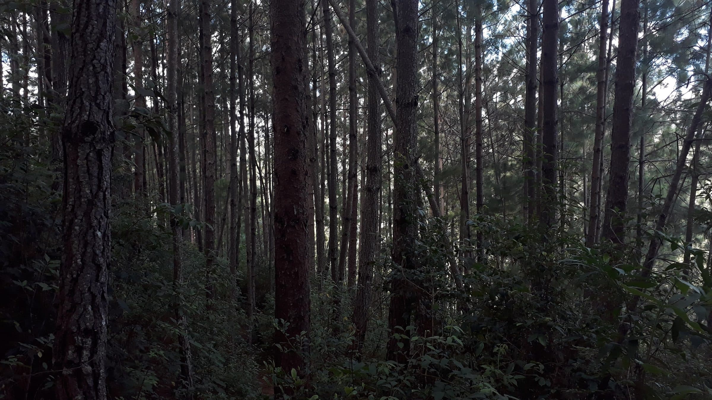 Pine (Pinus pinaster)