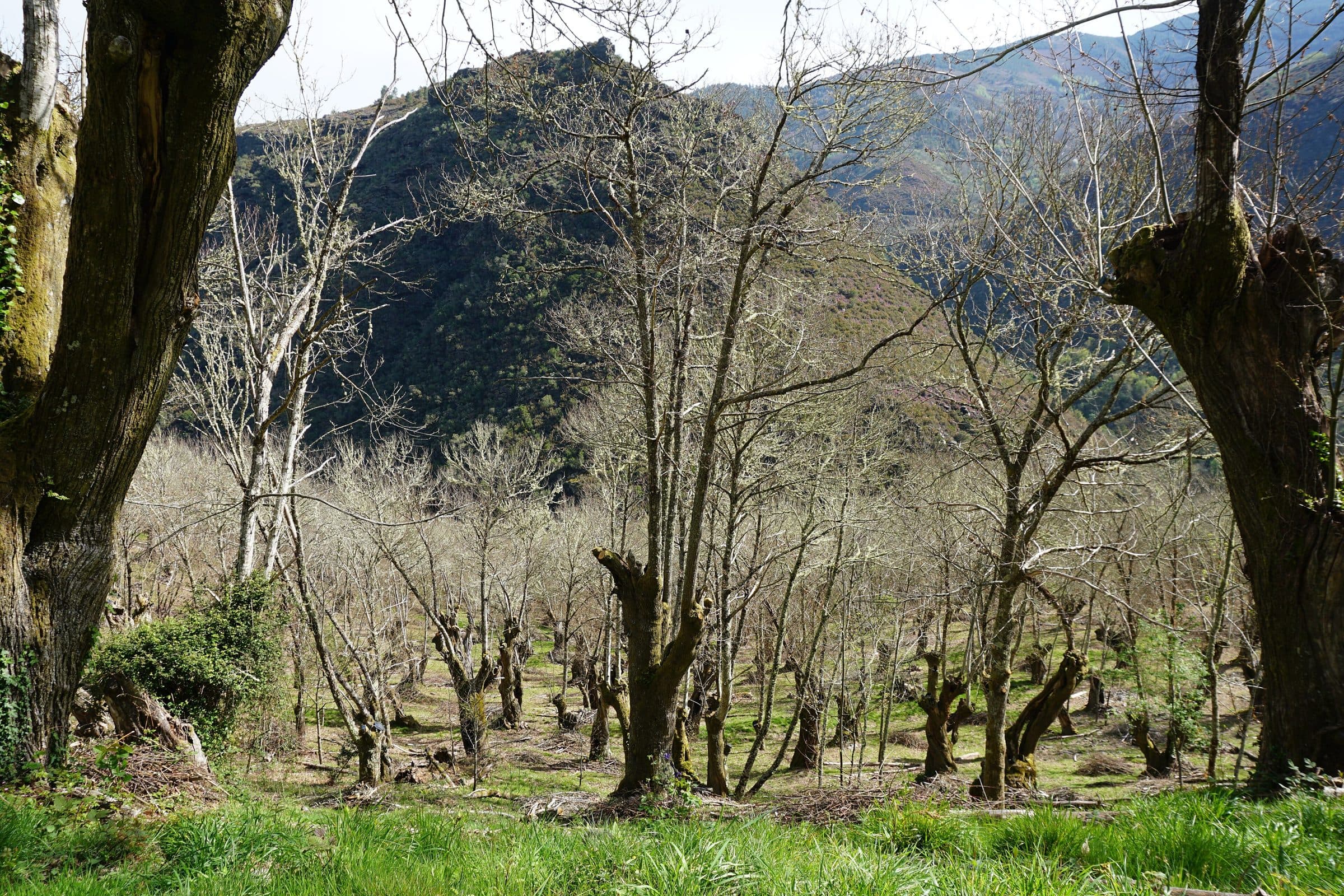 Chestnut (Castanea sativa)